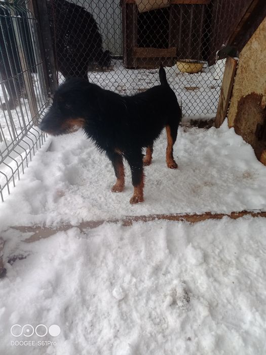 Продам Ягтерьера