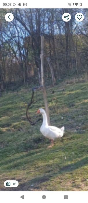 Vând gâscan foarte blând