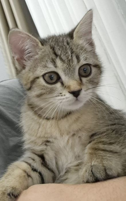 Отдам в хорошие руки котенка