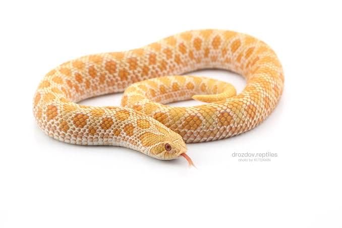 Свиноносый уж albino