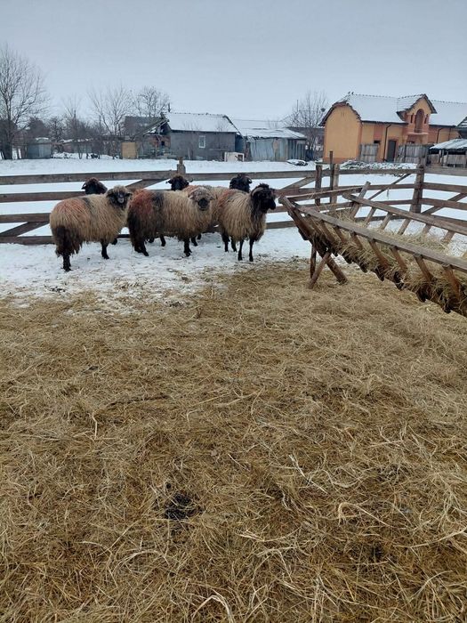Vand oi  In apropiere de craiova