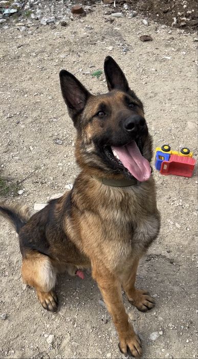 Бельгийская овчарка малинуа