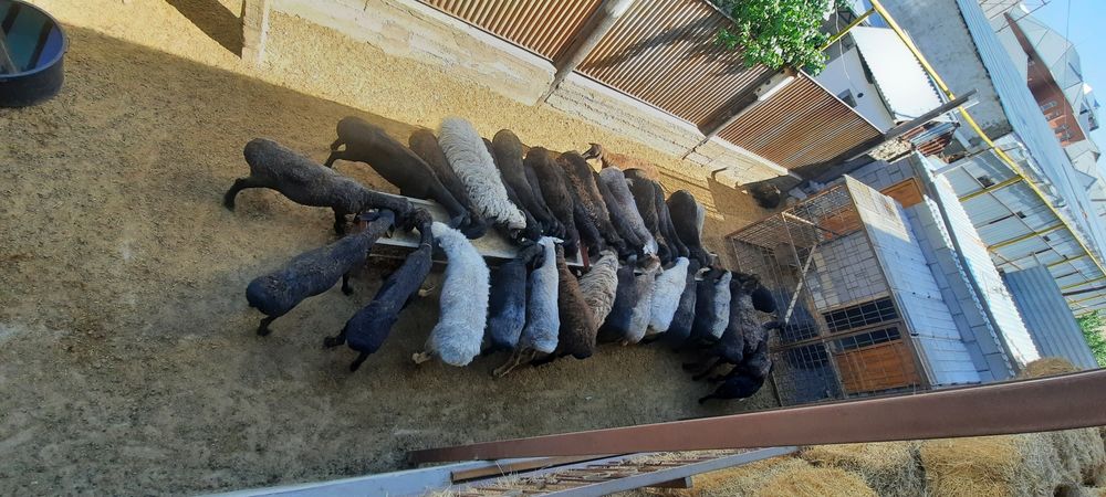 май семиз кой токты тусак кошкар