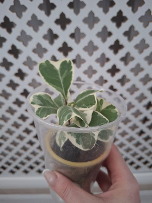 Фикус Триангулярис