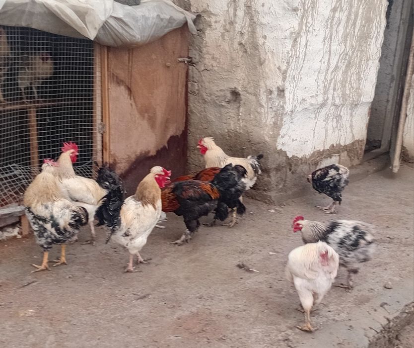 Navoiy viloyati karmana tumani