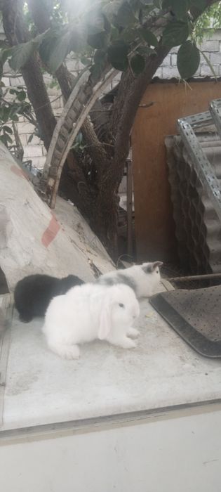 Karlik quyon sotiladi