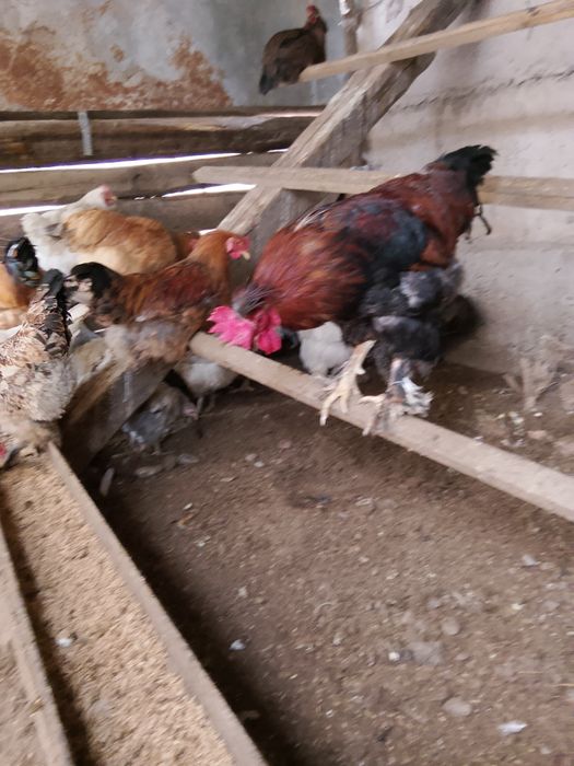 Жас кораздар сатылады