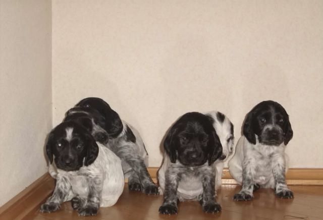 Щенки охотнечьего спаниеля