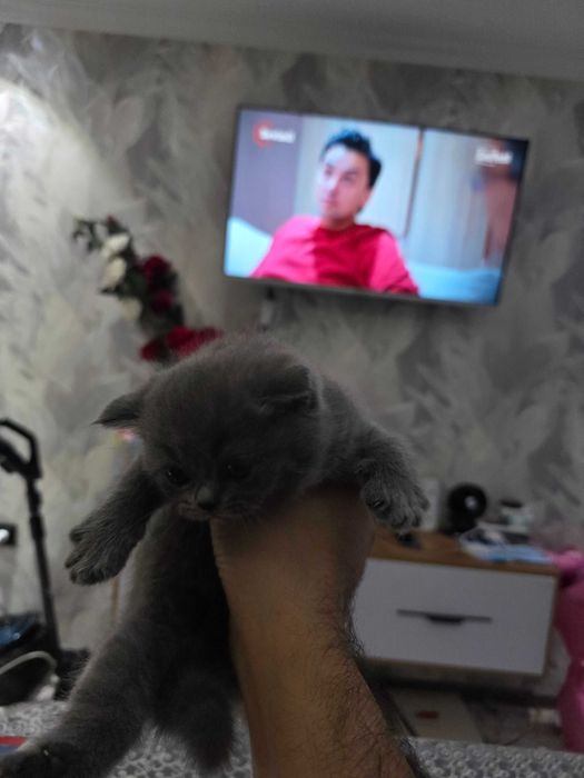 Продам котята пароди скоттиш фолд