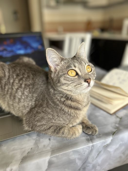 Отдам даром кошку