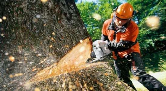 Спил/опил деревьев