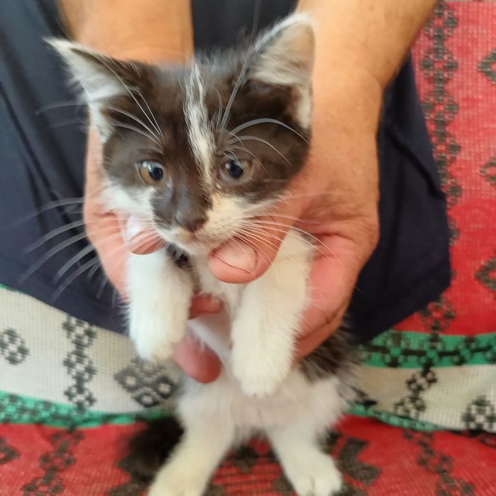 Отдам котят в добрые руки