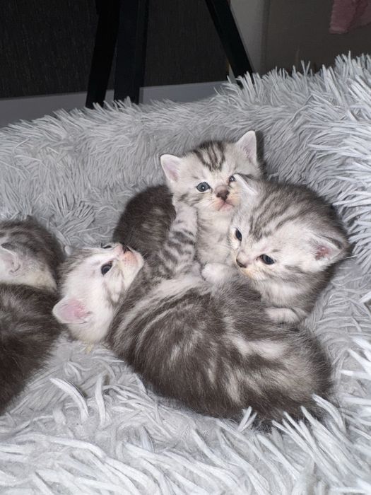 Кошки британец+шотлондец