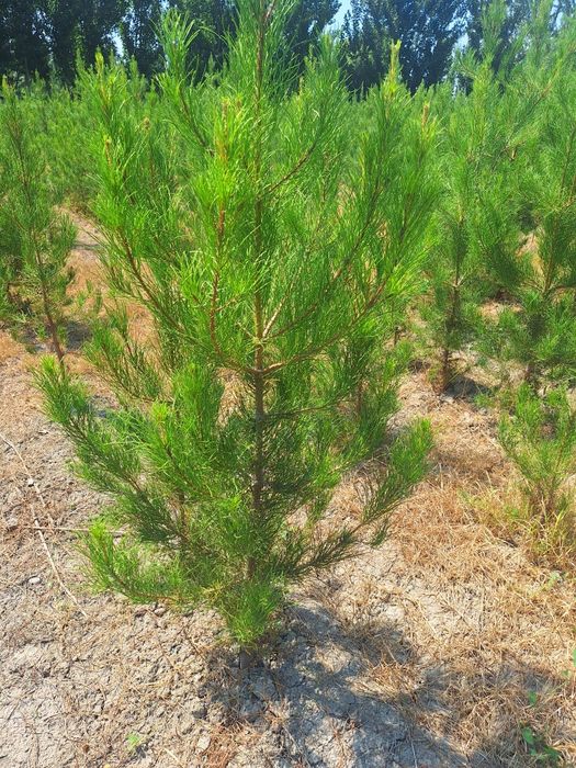 Арчалар хлма хил турдаги.