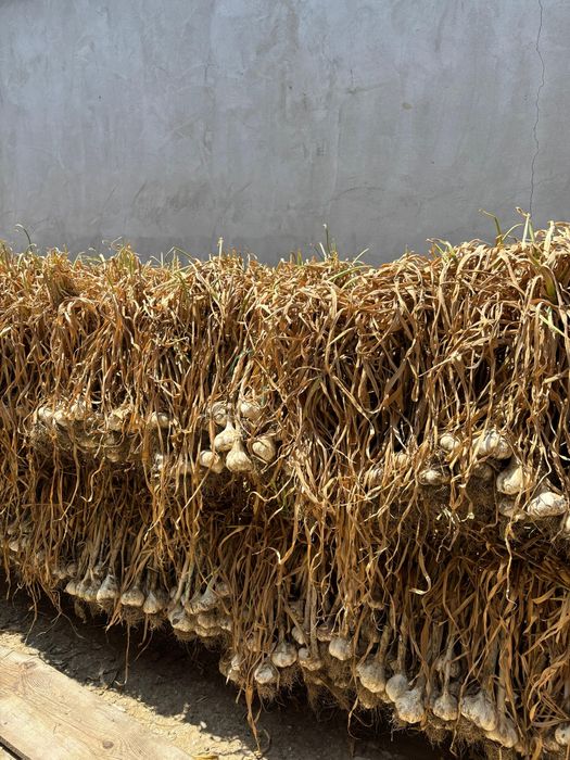 Usturoi romanesc de vanzare