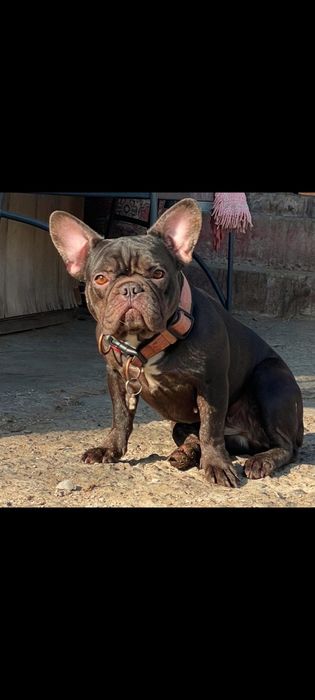 Малыш французского бульдога