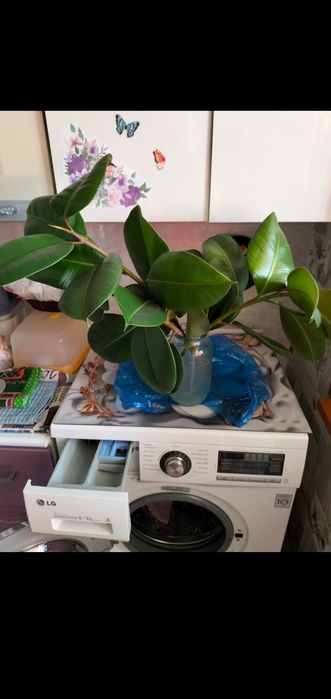 Продам растения "Фикус"