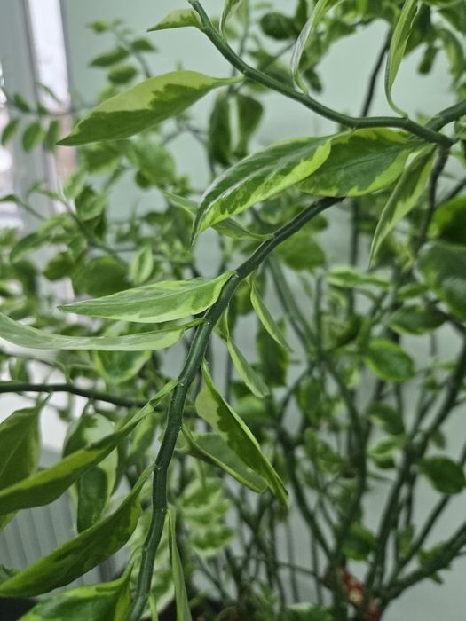 Продам Педилантус