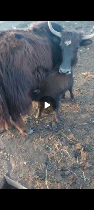 Продают як с телятами