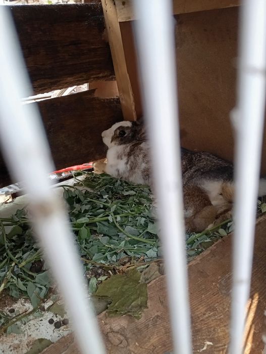 Iepurite și iepuroi