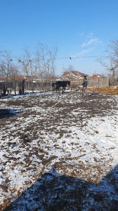 Calul este de vânzare