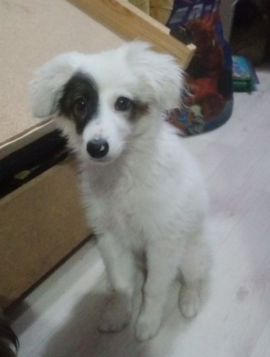 Отдаётся собачка, 2 месяца