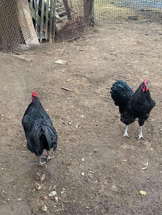 Vând cocos australorp
