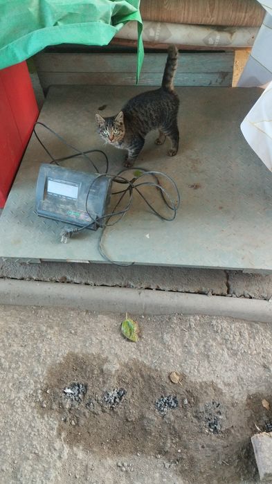 Продам весы 3 тонны