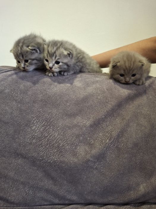 Продам вислоухих шотландских котят