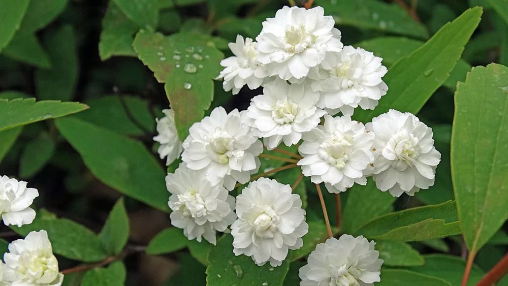 Спирея махровая белая