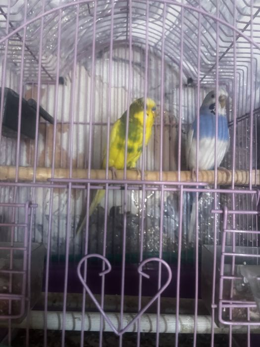 Птицы попугай 2 штук