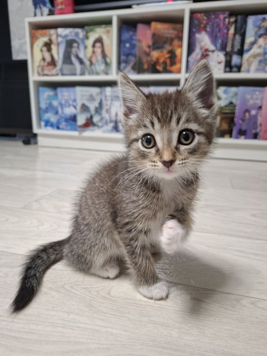 Котята 3 - 3,5 месяца