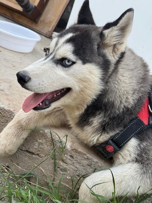 Хаски девочка 7 месец