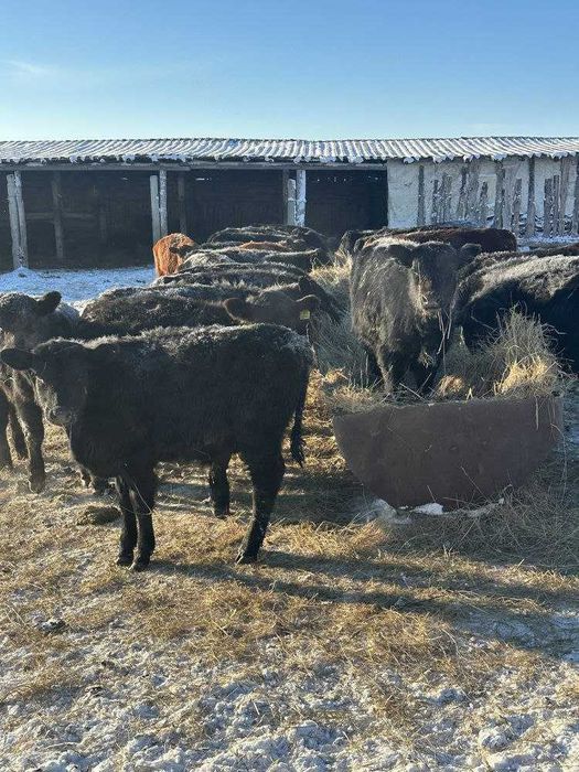 Продам тилята и толочки