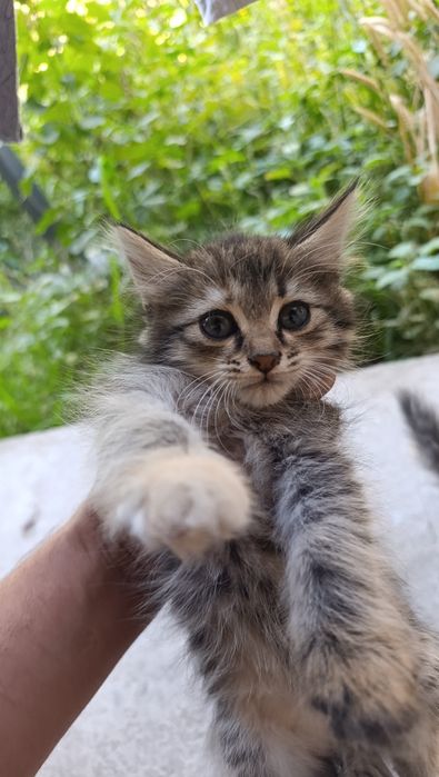 Парадные домашние котята