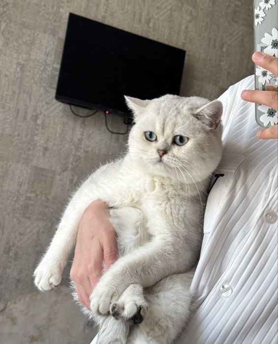 Вязка ! чистакровная Серебрестая Шиншилла NS11 приглашаем кошек честок