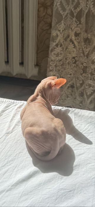 Продам котенка рыжий