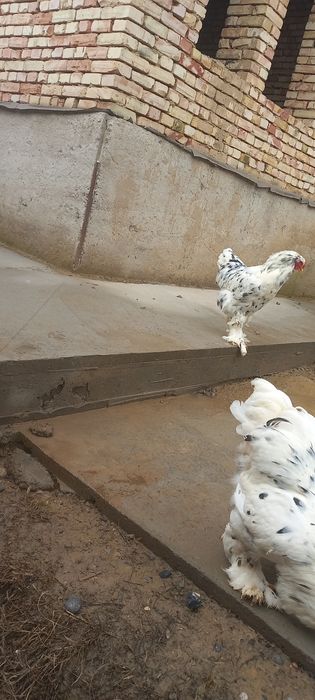 Барама далматинец қораздар сатылады