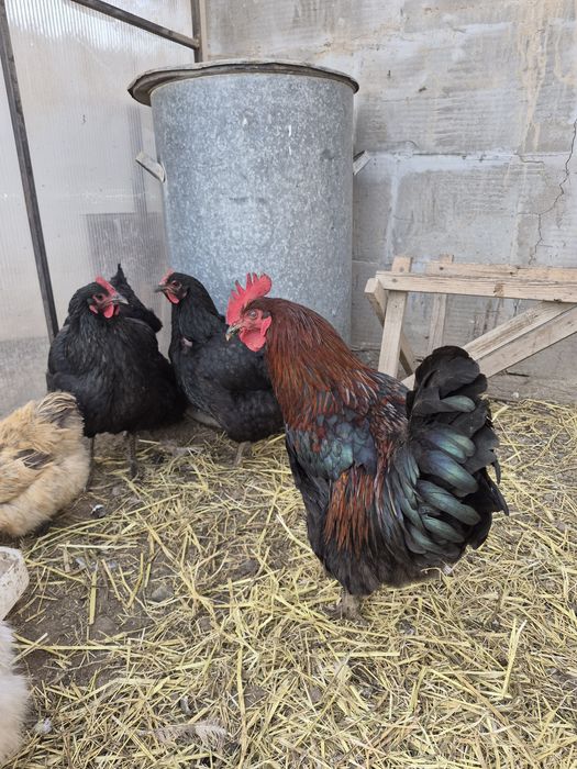 Петушок маран черно-медный.