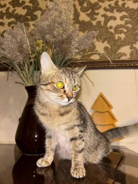 Дарим ласковую кошечку