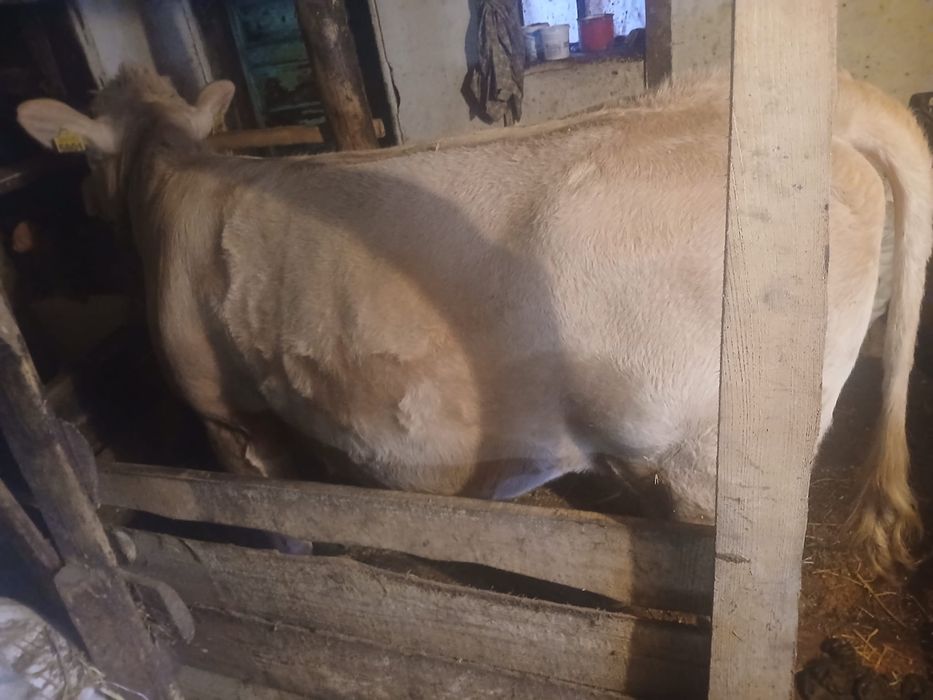 Vănd vițea charolaise