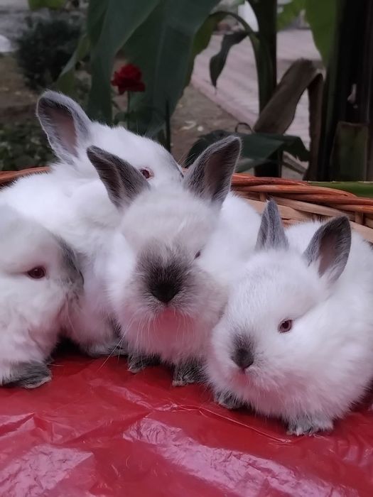 Кролики декоративные