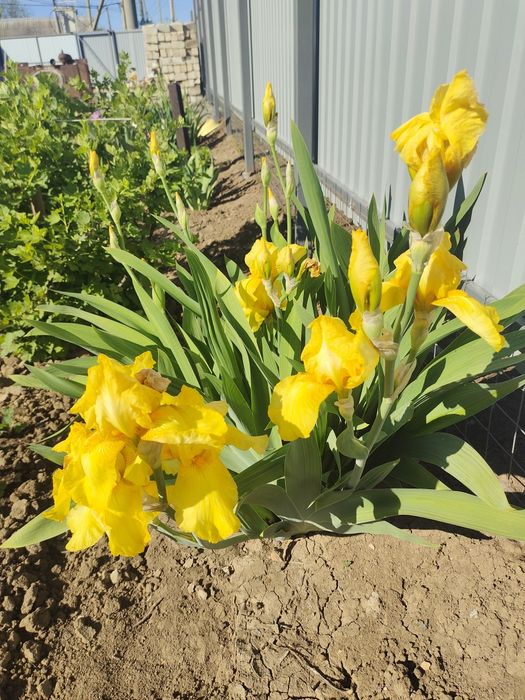 Многолетние цветы