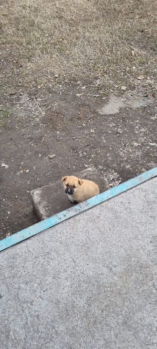 Щенята, девочки в добрые руки