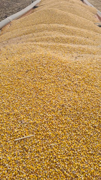 Porumb recolta  2025