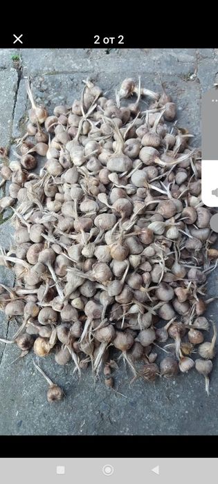 Продавам шафран първо качество