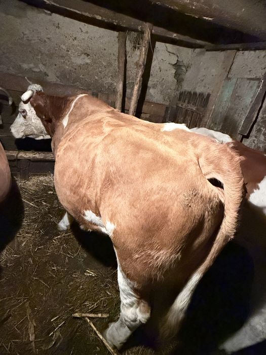 Vand vaca pentru abator 700 kg