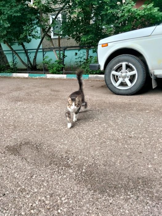 Пристраивается котик