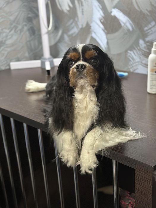 Кавалер кинг чарльз спаниель