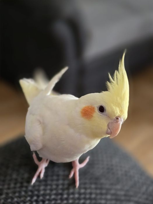 Pui de nimfe, foarte blânzi